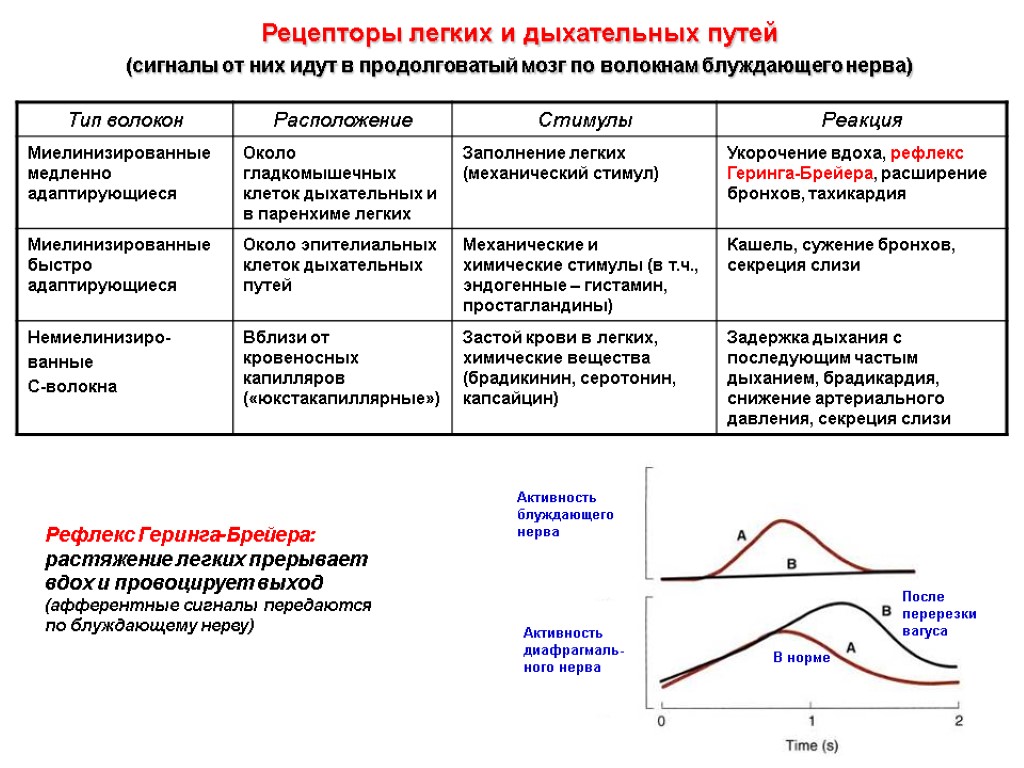 Рецепторы легких и дыхательных путей (сигналы от них идут в продолговатый мозг по волокнам